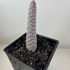 Elegant Gray Succulent in Black Pot